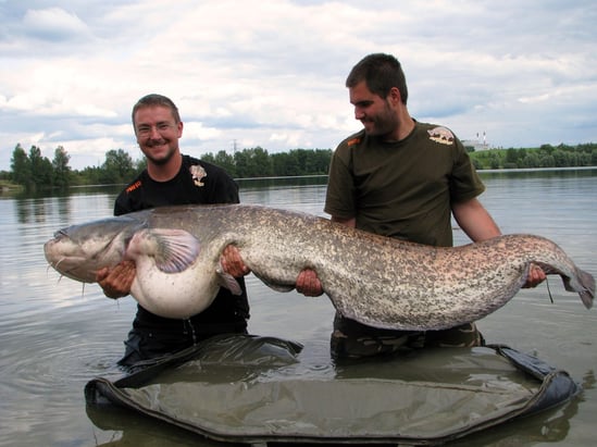 peche record du silure sur le lac privé Iktus