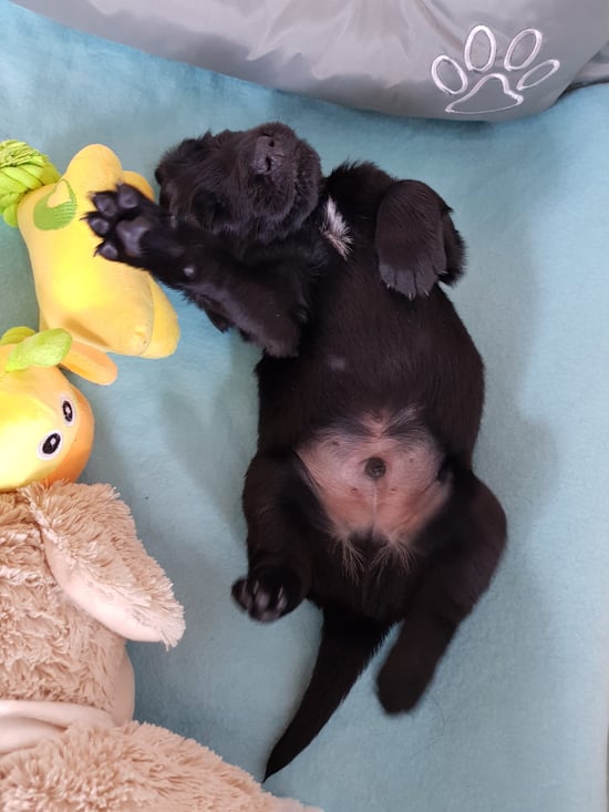 Mr. Kupfer  - Give me Five