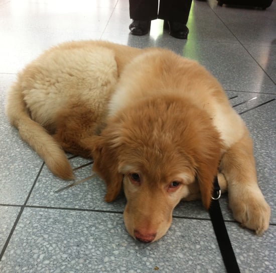 waiting for the check in to Moskau/ Birdy ist ganz entspannt beim Warten auf den check in; 17.04.2014