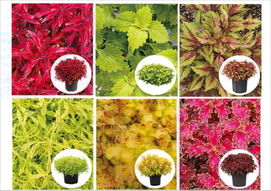 栄養系コリウス「葉っぱのコリン」