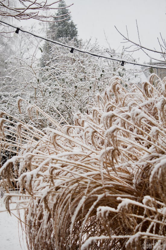 dieartigeBLOG - Schnee im Wintergarten, Chinaschilf, Sommerflieder + Lichterkette
