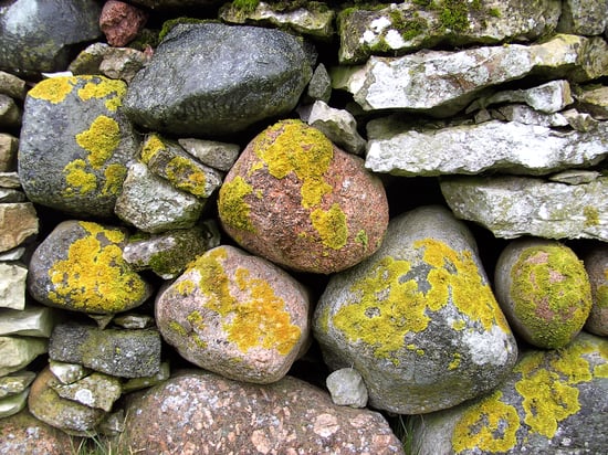 Flechten an Steinmauer – H.J. Fünfstück 