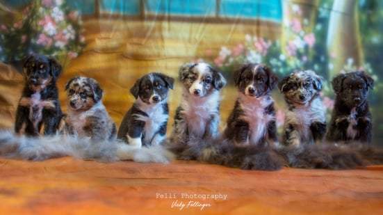 Foto - 1 Woche vor dem Auszug ins neue zu Hause - von links: Coby, Ciwana, Sam, Luna, Charly, Cara, Ciak