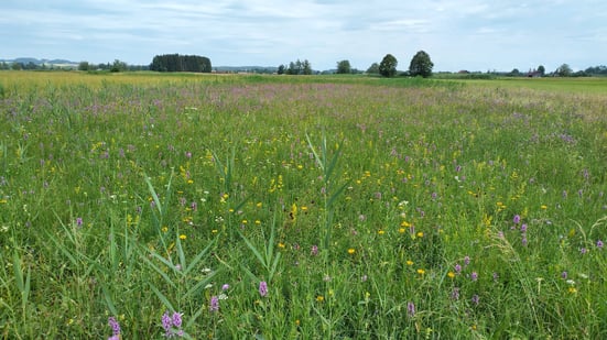 Artenreiche Nasswiese im Loisach-Kochelsee-Moor: Lebensraum für Braunkehlchen, Foto: Birgit Weis