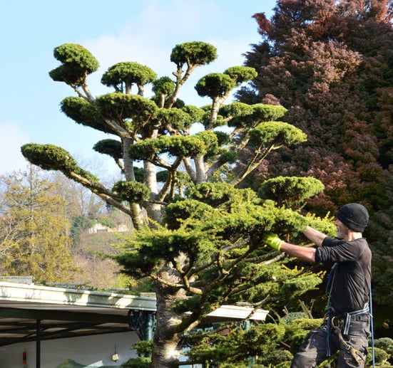 Inspiré du style Jardin Japonais