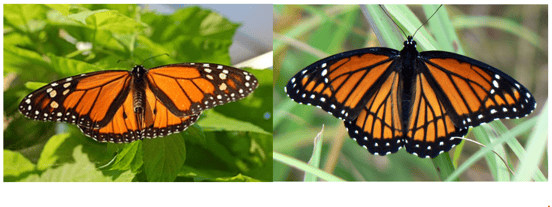 Papillon monarque d’Amérique du nord et le Vice-roi ; Source : Wikipédia