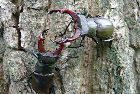 Hirschkäfer beim Kampf - Ralph Sturm, LBV-Bilddatenbank 