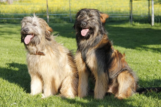 Bea und Sokrates , 7 Monate alt