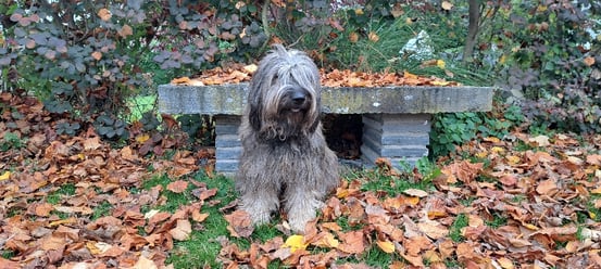 Idoya de Selva Molino 