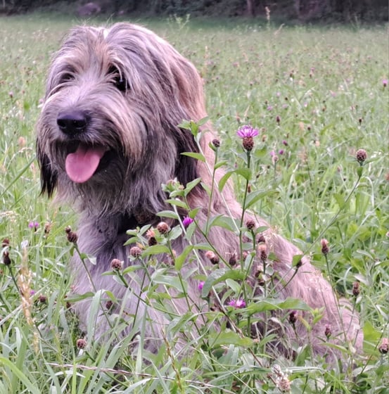 Kilian de Selva Molino 