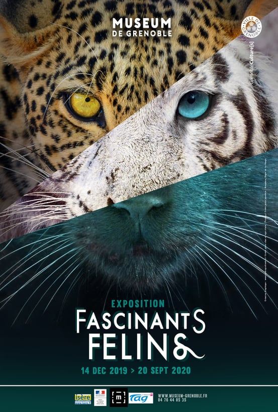 exposition fascinants felins regards affiche muséum grenoble photo