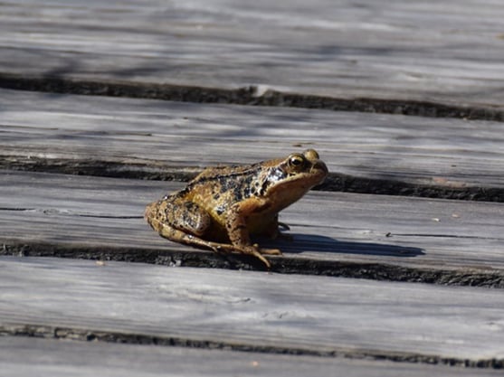 Bei milden und feuchten Temperaturen machen sich die Amphibien wie auf den Bild der Grasfrosch auf die Wanderung. Foto: Marion Zöller