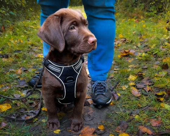 Ein junger Labrador Welpe sitzt aufmerksam vor seinem Menschen im Wald und nimmt seine Umgebung wahr. Welpe im Alltagstraining im Wald - Orientierung und Sicherheit bei Pinuu Dog Graubünden
