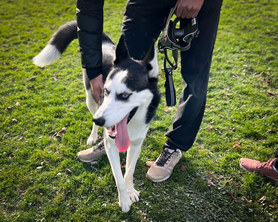 Ein Husky Tierschutz Hund ist gerade noch schnell unsicher und schnell überfordert ist.