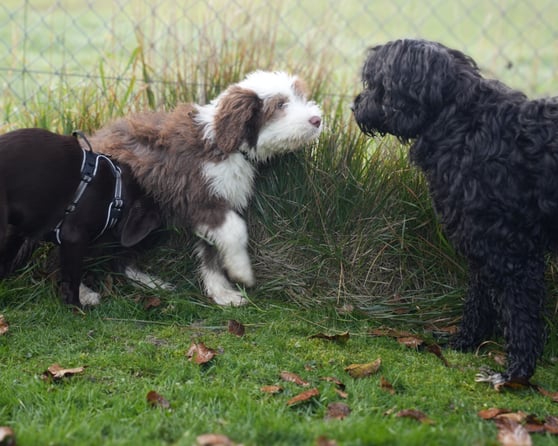 Drei junge Hunde treffen sich neugierig am Zaun und kommunizieren über Körpersprache im Gras. Welpenspiel und Sozialkontakt in Igis - Pinuu Dog