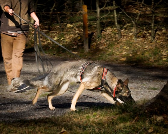 Der Hund setzt seine Nase ein und sucht eine Person