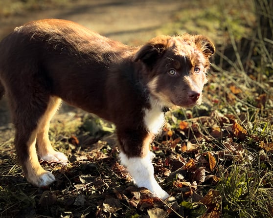 Ein neugieriger Welpe lauft durch die Herbsblätter und erkundet seine Umgebung. Welpenentwicklung durch freie Bewegung- Pinuu Dog