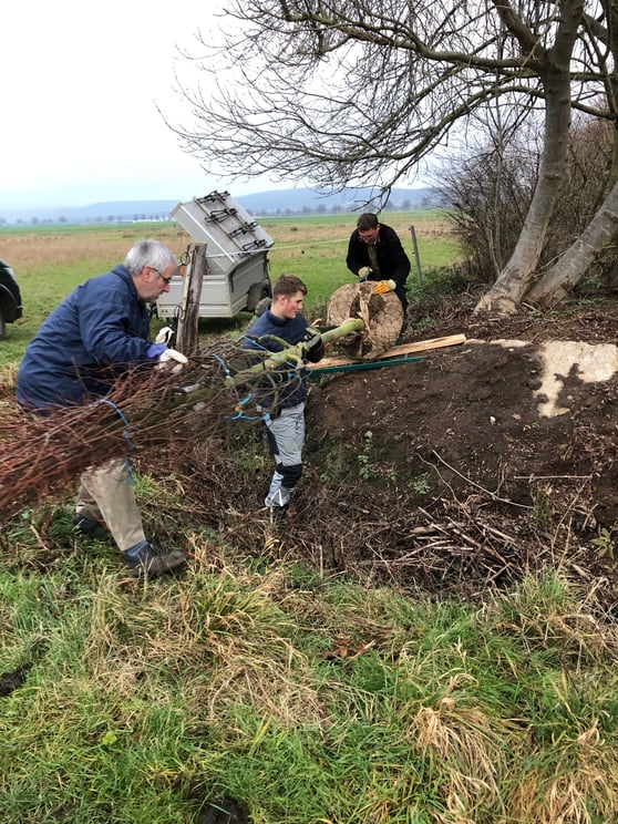 Helfer ziehen eine Linde in Transportverpackung über die Erde