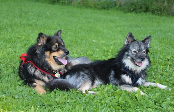 Lapinkoiras - finnische Lapphunde