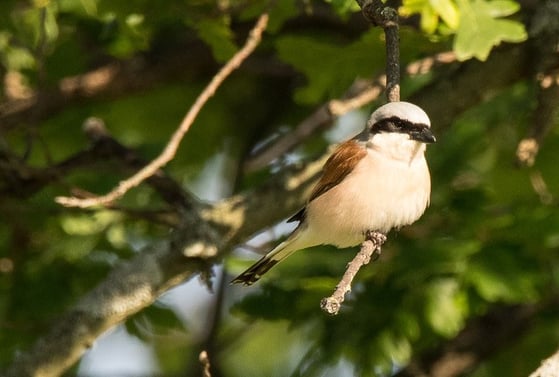 Neuntöter Männchen, Ursula Wiegand
