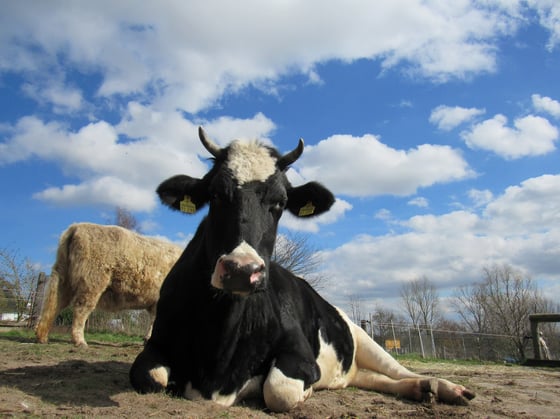 Elsa, 17.01.2011-30.12.2023