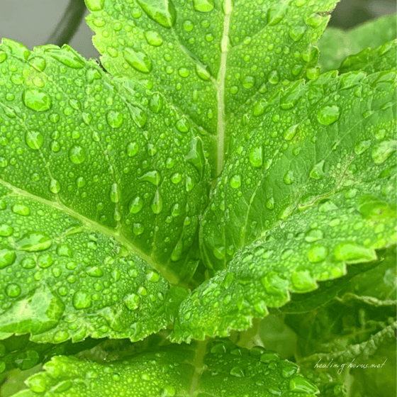 雨も好きです。
