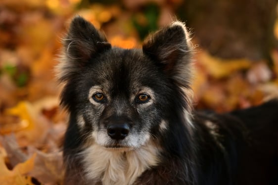 finnish lapphund Rilla