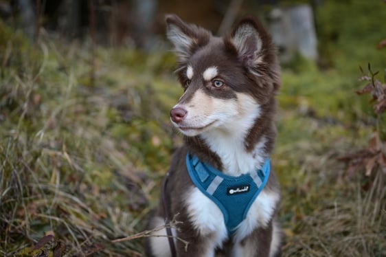 Lapinkoira Salla mit 5 Monaten