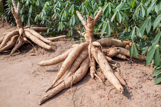 mandi, cassava, mandioca, tapioca, brazil travel, gluten-free, vegan, superfood, legends, brazil, interesting facts