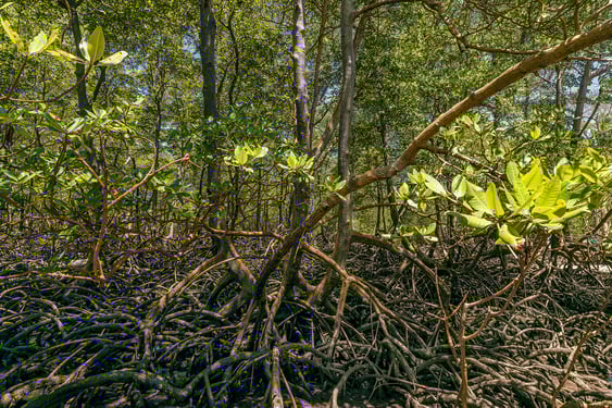 manglares, bosques de mangove, ecosistema, río formoso, pernambuco, viaje por el río, manglares místicos, brasil, playa de carneiros, intacto, ruta de senderismo por manglares