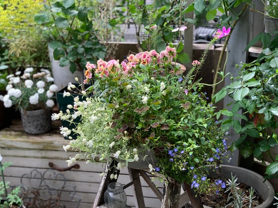寄せ植えワークショップ