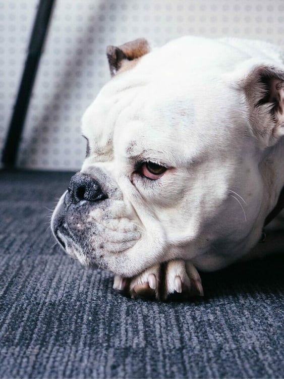 Auf den Hund gekommen? Hilfe bei Depressionen – vita nova Kliniken Bad Salzuflen