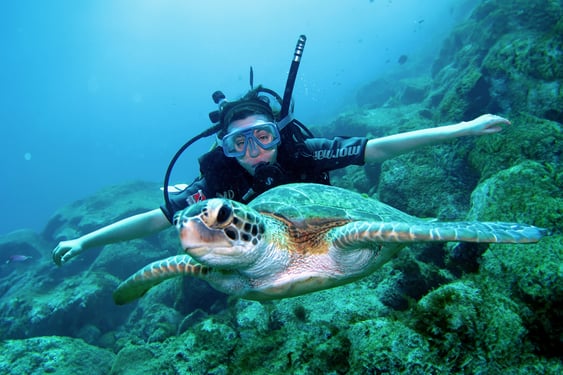 fernando de noronha, tortugas marinas, brasil, pernambuco, isla paraíso, patrimonio mundial de la unesco, parque nacional marino, atlántico, buceo, paraíso, vacaciones en brasil