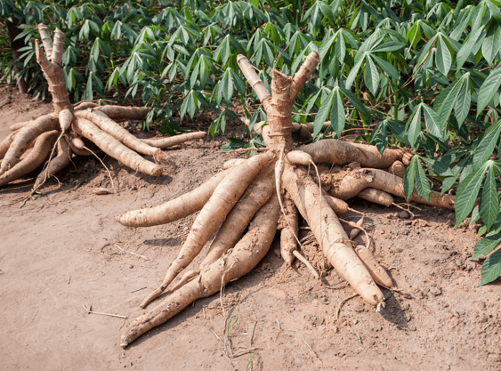 mandi, mandioca, tapioca, viagem ao brasil, sem glúten, vegano, superalimento, lendas, brasil, aipim