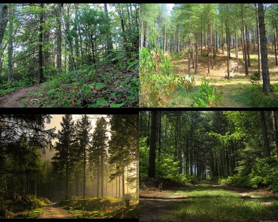 Impressionen aus dem Wald