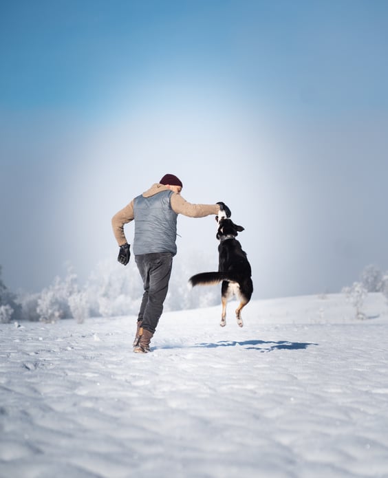 Soziale Arbeit mit Hunden. Tiergestütze Arbeit