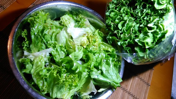 お客様からの頂き物・レタスの写真