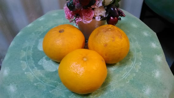 お客様からの頂き物・甘夏の写真