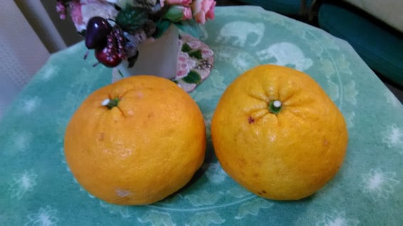 お客様からの頂き物・甘夏の写真