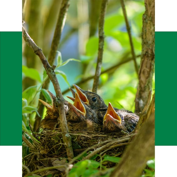 Ein Nest mit Küken in einem Baum zeigt, warum Schnitt‑ und Fällarbeiten ab dem 01. März eingeschränkt sind – Baumpflege ImmerGrün achtet auf Naturschutz und gesetzeskonforme Baumpflege.
