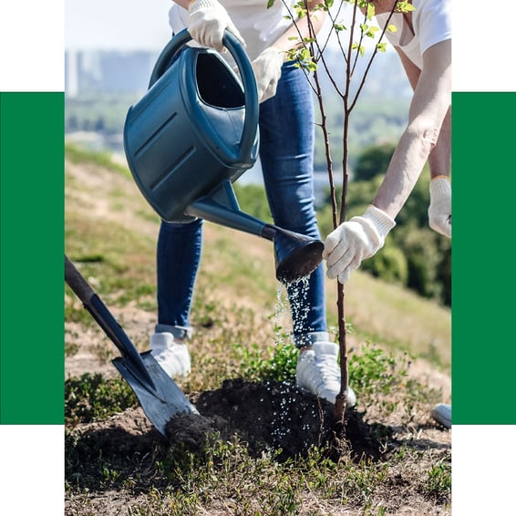 Ein frisch gepflanzter Baum wird mit einer Gießkanne bewässert und zeigt, wie Baumpflege ImmerGrün durch richtige Pflanzung und Pflege die langfristige Gesundheit eines Baumes unterstützt.