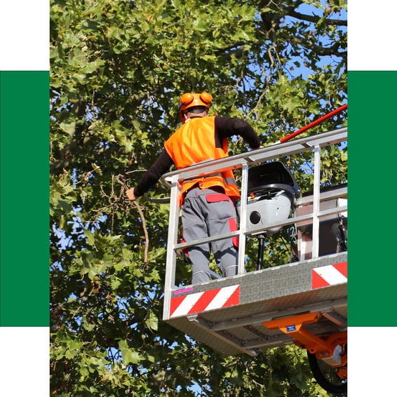 Ein Baumpfleger von Baumpflege ImmerGrün arbeitet aus einem Hubsteiger heraus und schneidet mit einer Stangensäge fachgerecht Äste, um den Baum sicher und professionell zu pflegen.