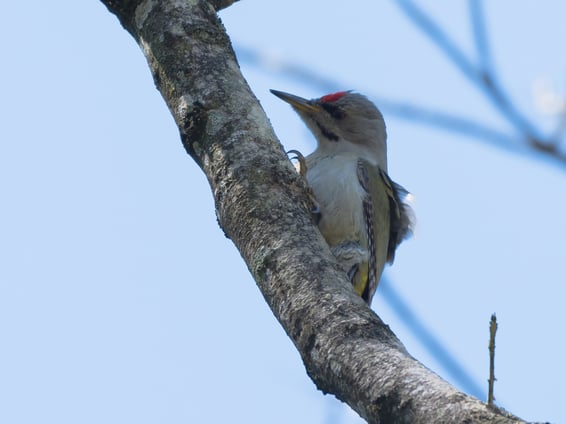 Grauspecht im Auenwald