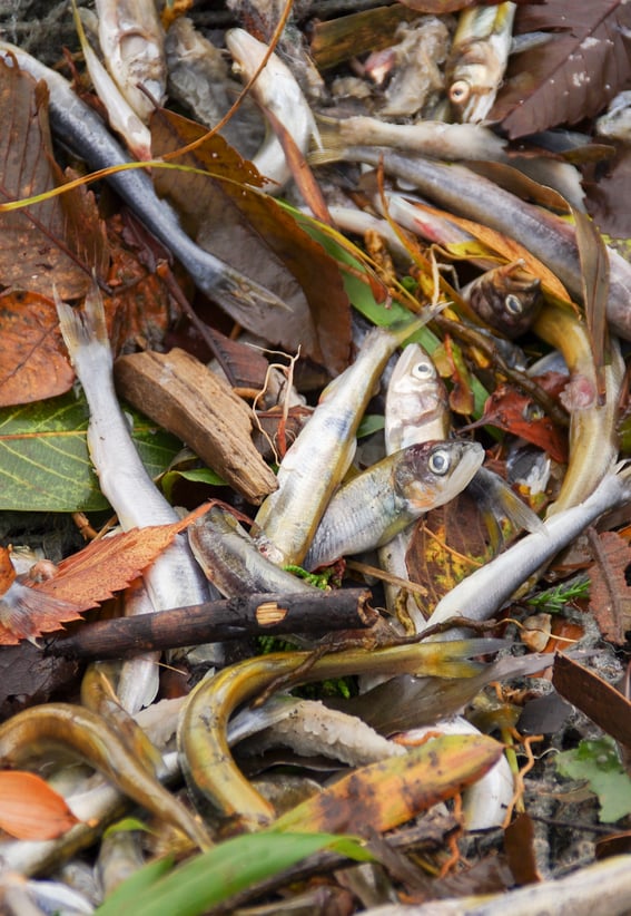 無事使命を終え一生を全うし、浜に打ち上げられたコアユ。今年は、やはりサイズが大きい傾向が……