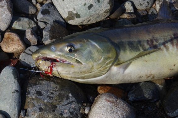 見ず知らずのお隣さんが釣り上げたシロザケ。よく引いていた、キレイな個体