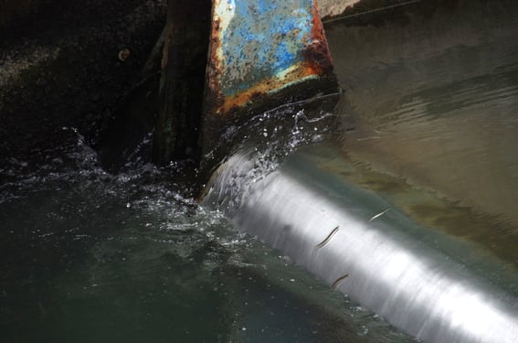 昨年の観察会での一場面。海産アユが、ピョンピョコ遡上していました!!