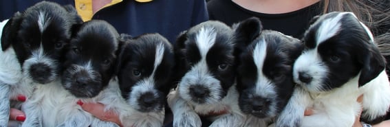 vlnr: Lillifee, Latino, Luigi, Lennon, Luke, Lino