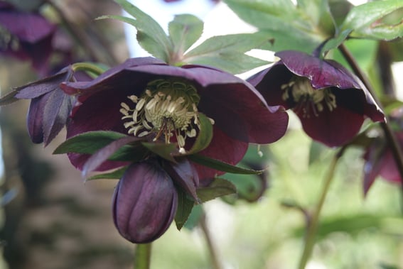 Helleborus 'Slate Blue'