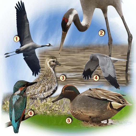 orthe, inondation, peyrehorade, landes, aquitaine, peche, lamproie, pyrenees, gave, arthous, adour, sorde, barthes, radelage, alose, saumon, port de lanne, couralin, hastingues,  tilhole, galupe