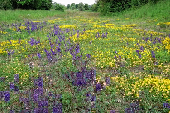 Alter Bahndam "Allianzstreifen"
